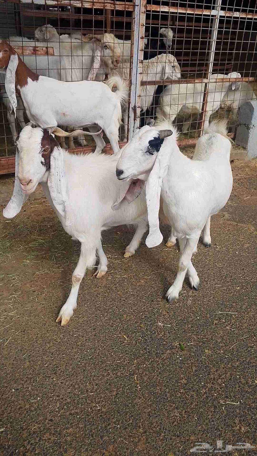 معزا هولنديه للبيع64611605438209113