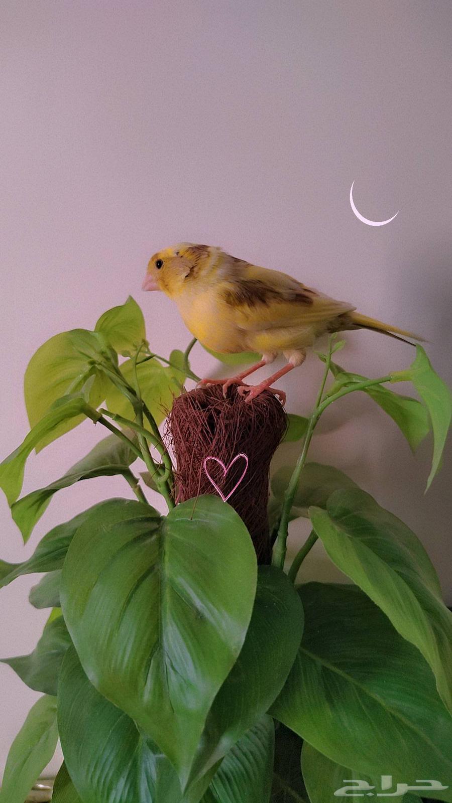 انثى كناري للبيع64612078507139110