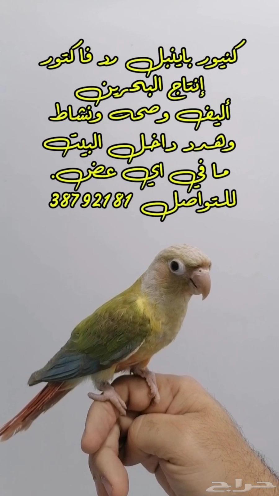 كنيور باينبل رد فاكتور أنتاج البحرين مفطوم وياكل بروحه 10064613765568131110