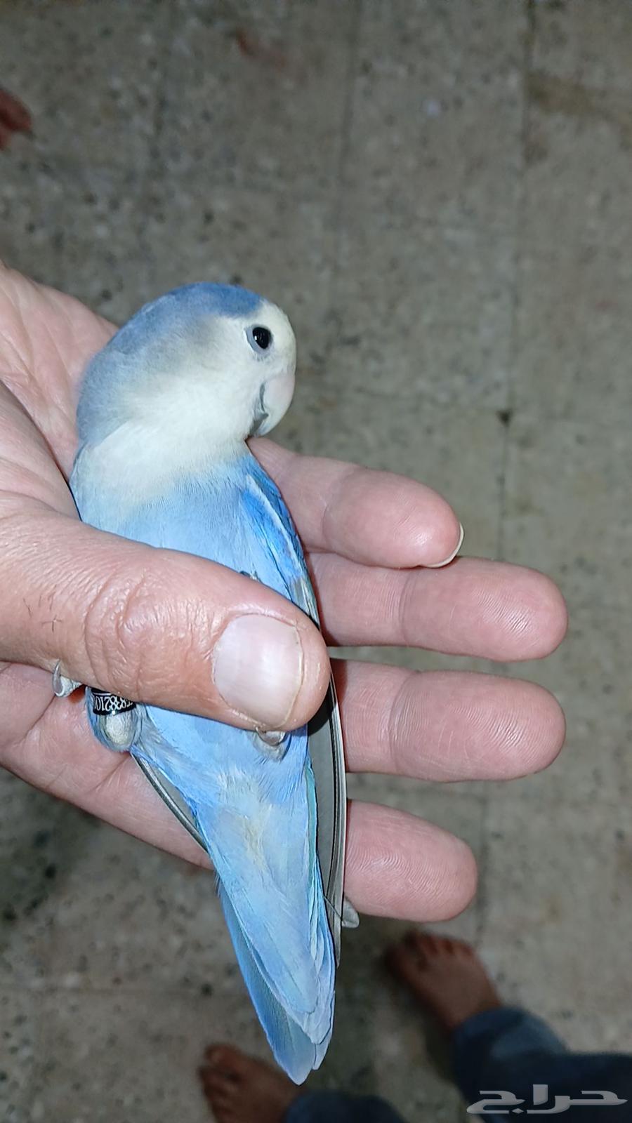 طيور الروز جوز64611104427393113