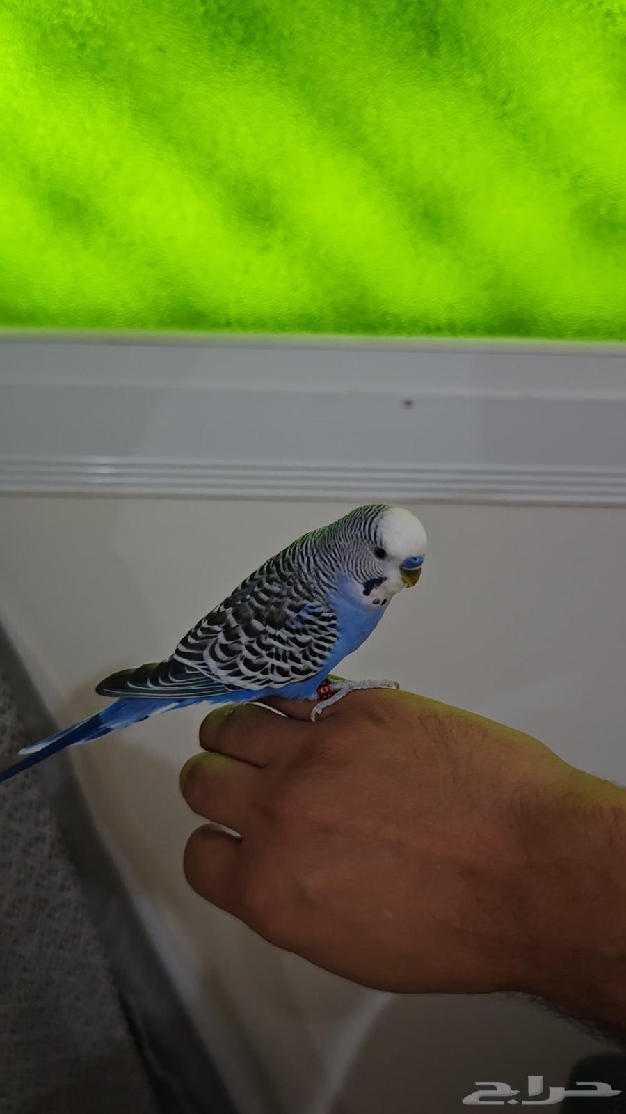 بادجي أليف64611380328962111