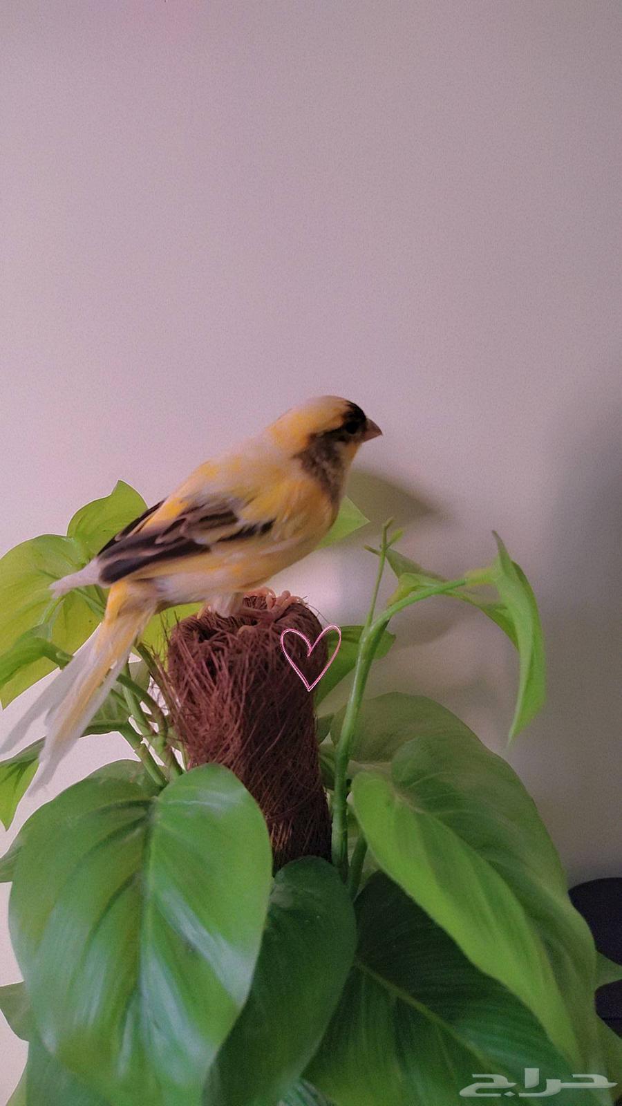 انثى كناري للبيع64612078507139111