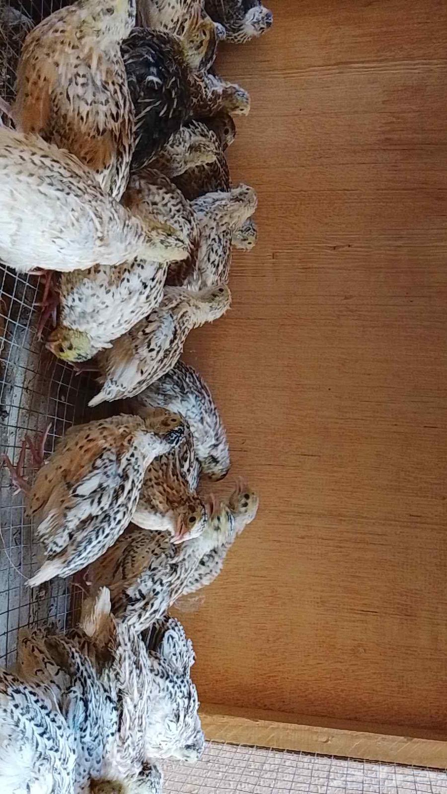 طيور سمان للبيع64611229758595111