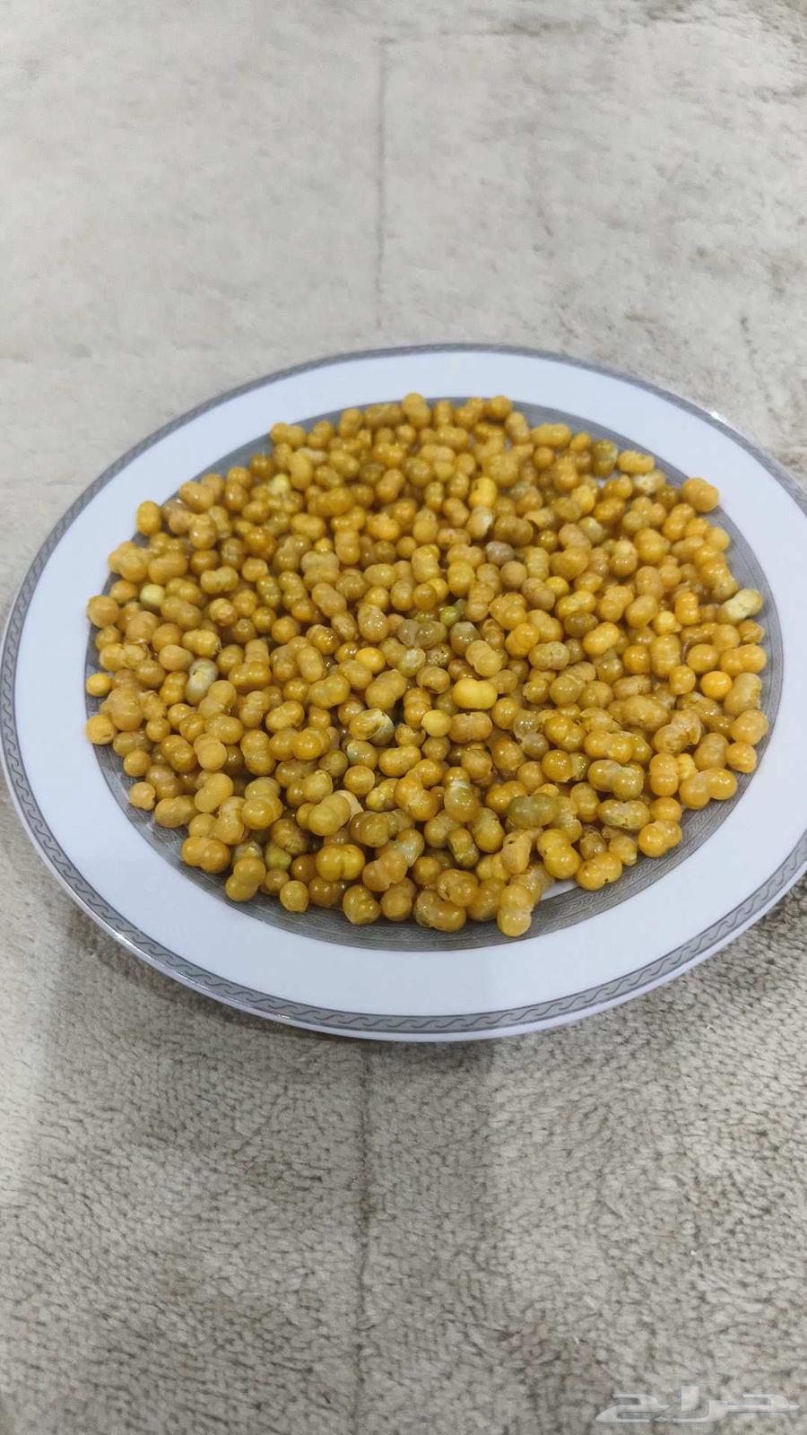 بذور شجر النبع64613533211395110