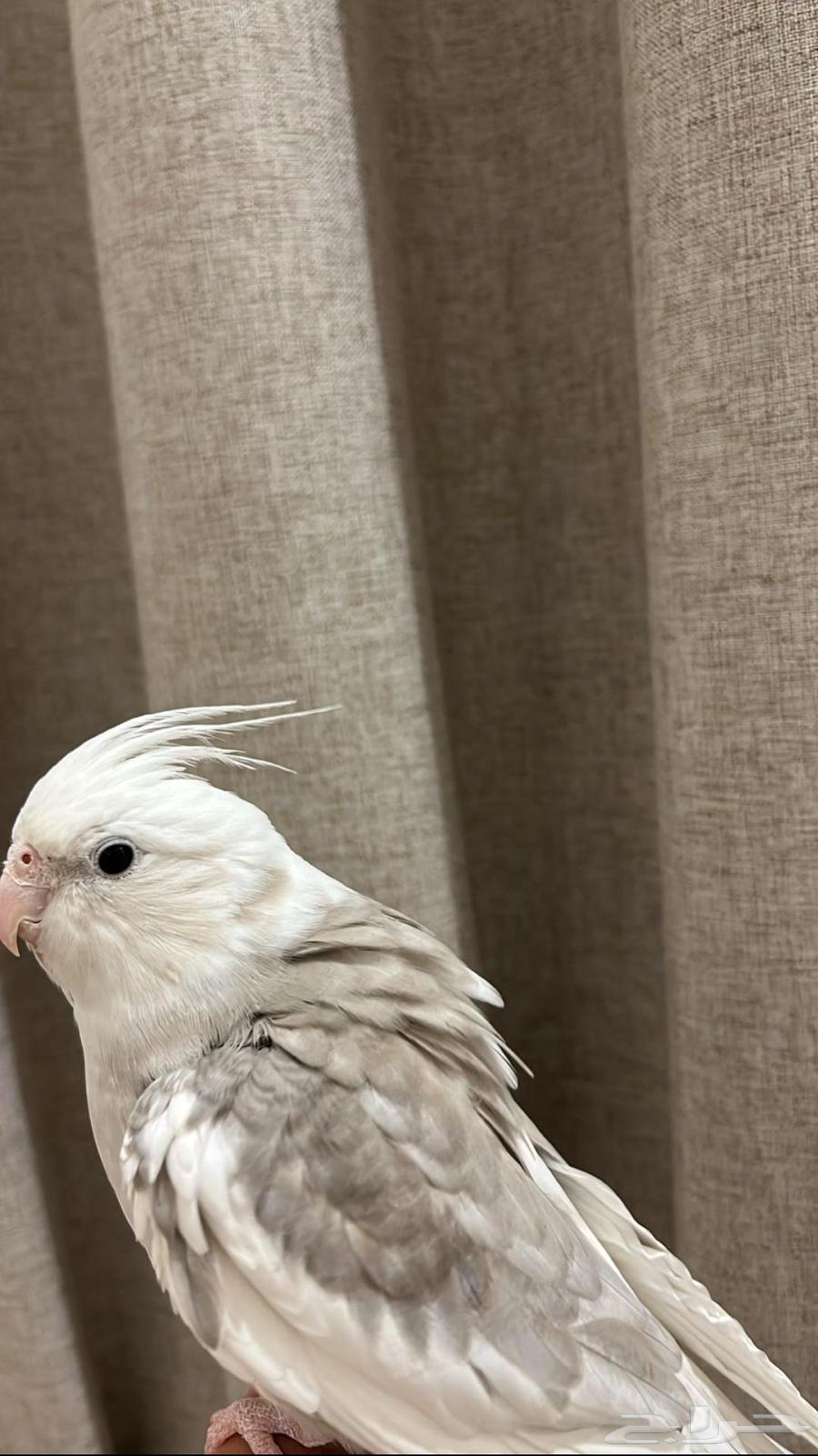 كروان متكلم اليف هدد64615263149697111