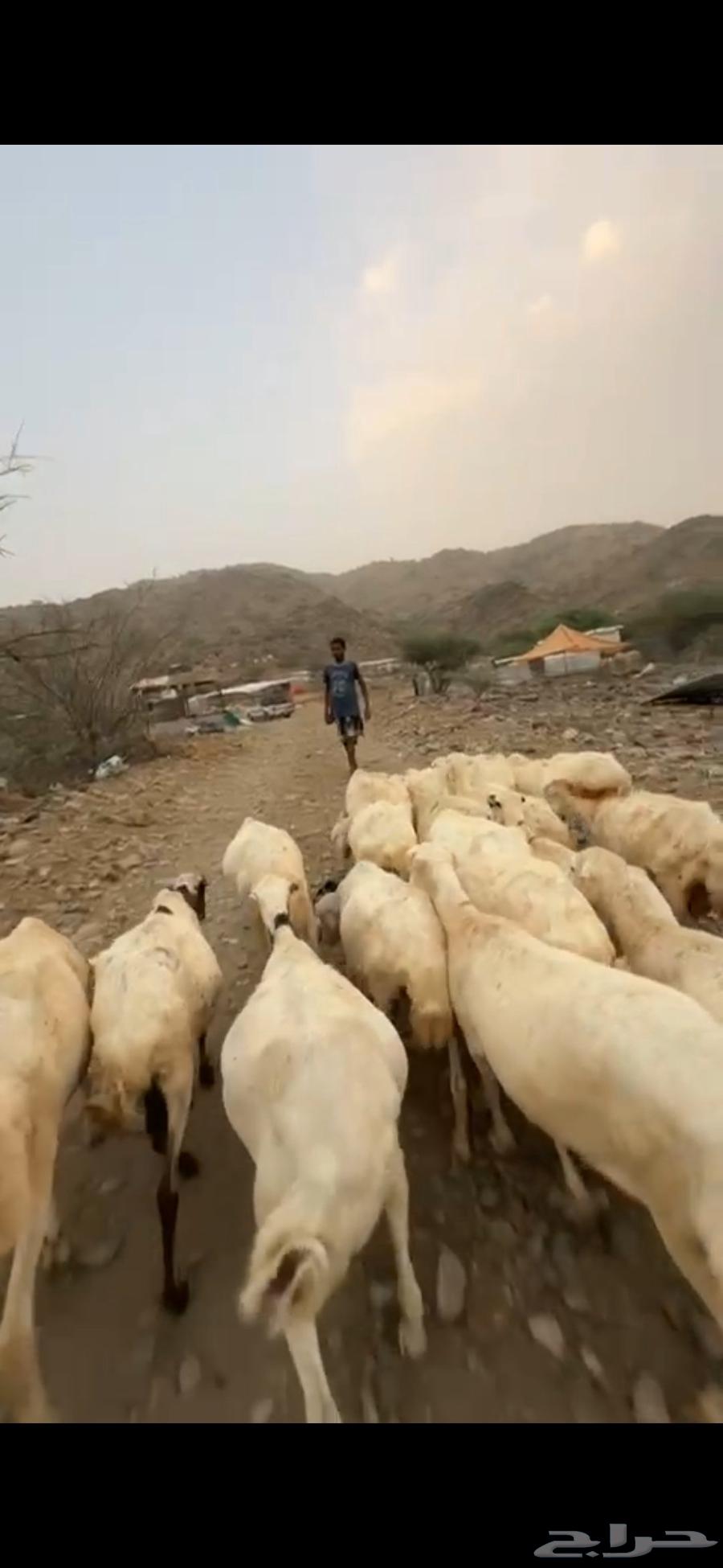 Single room with sheep, one space64613986637571110