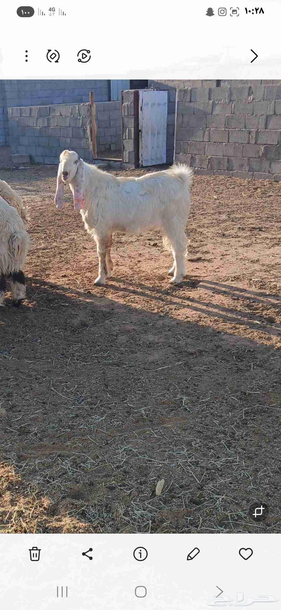 تيس صنف مطور64608366387714111