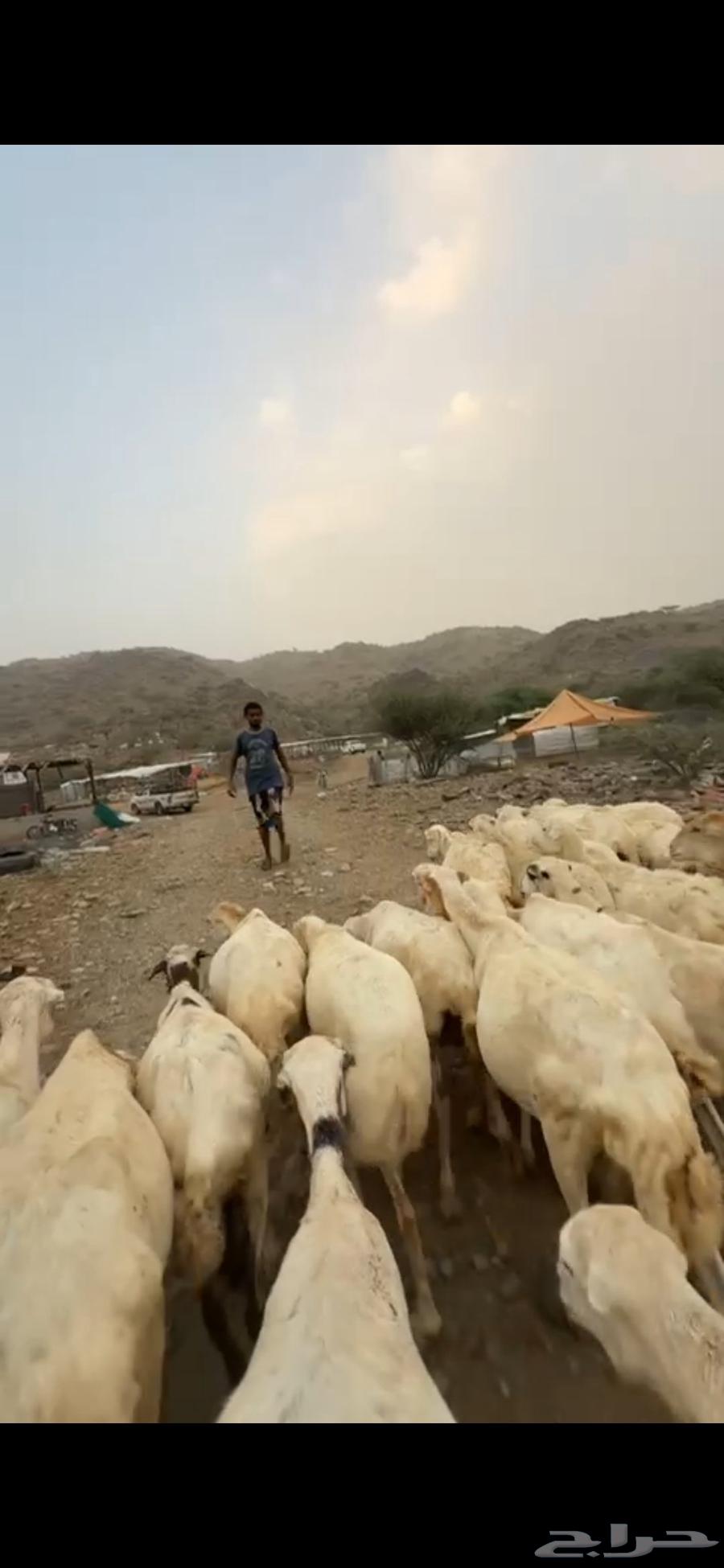 Single room with sheep, one space64613986637571111