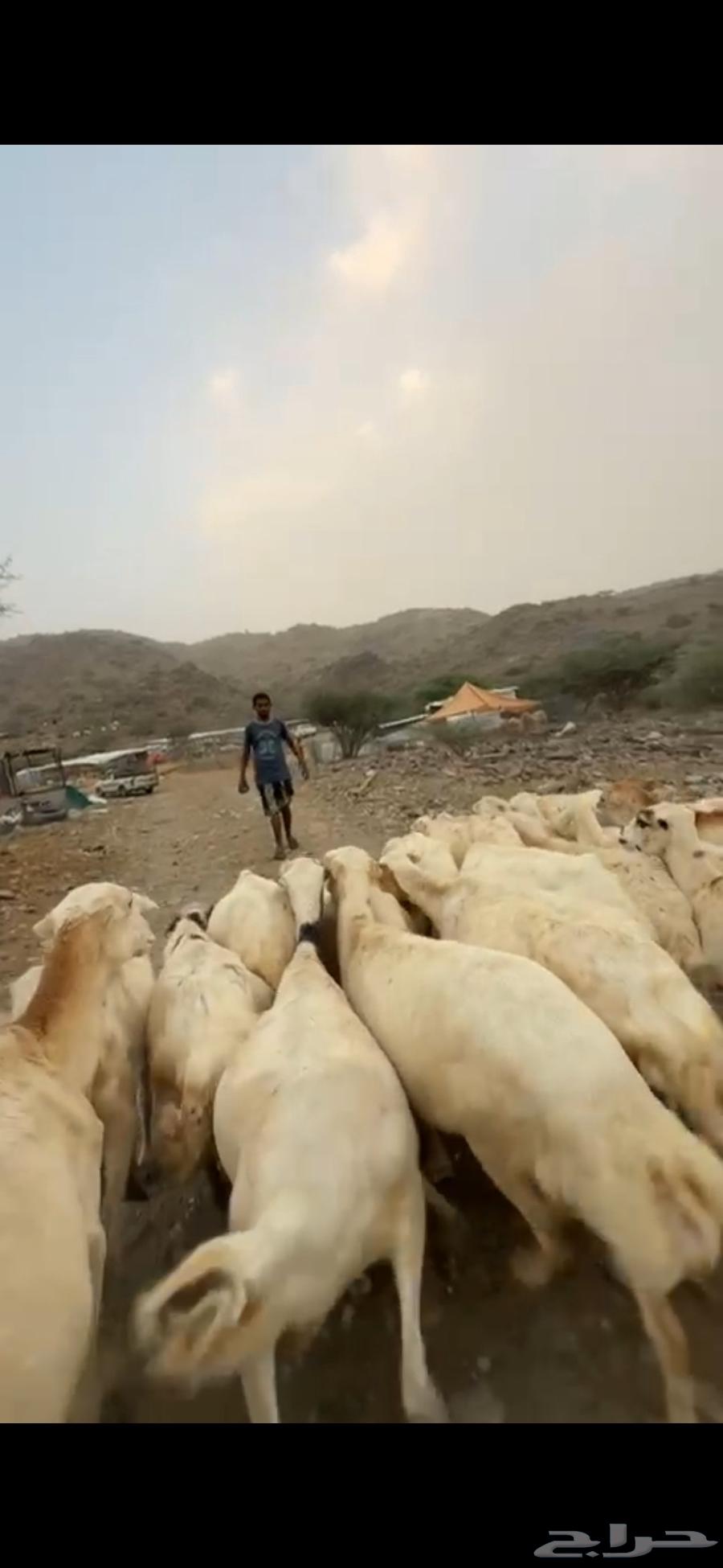 Single room with sheep, one space64613986637571113