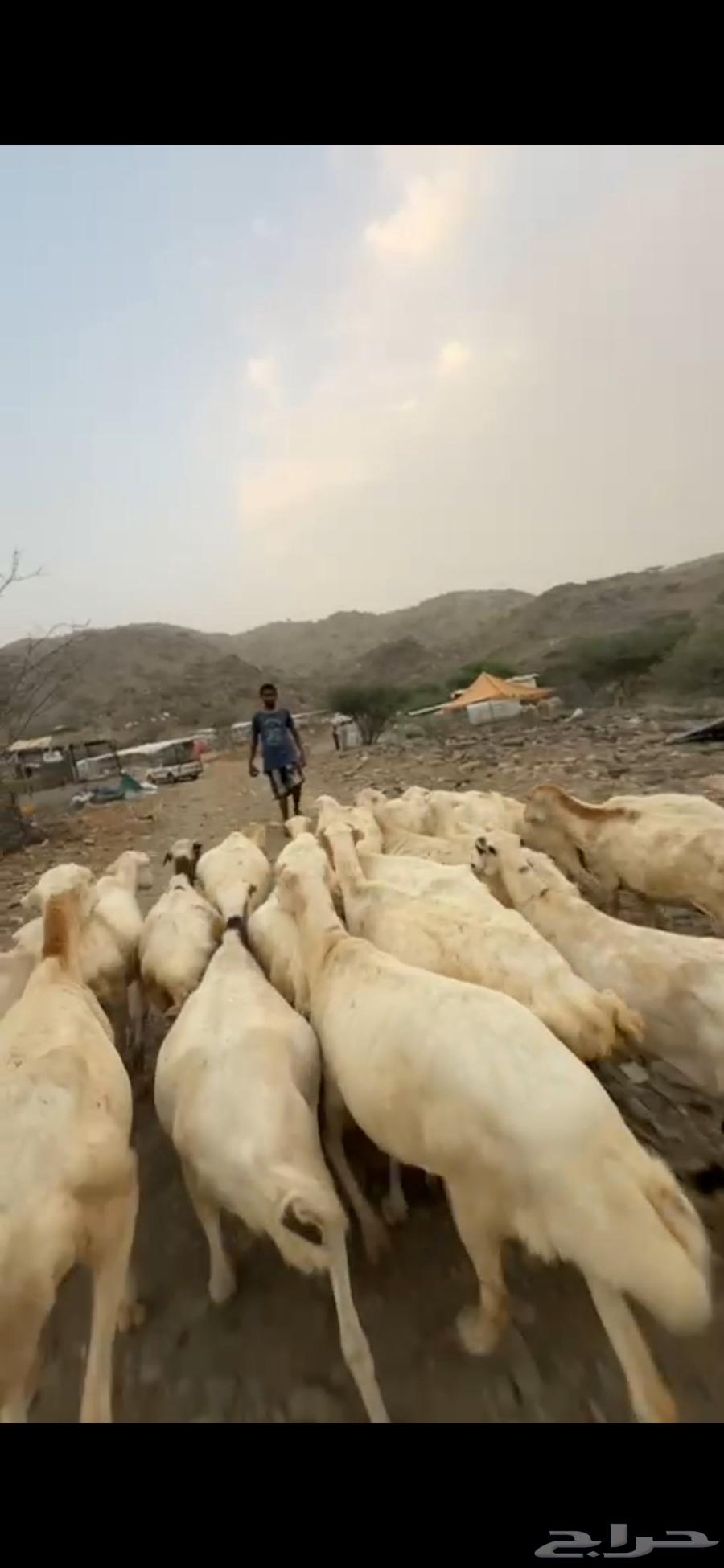 Single room with sheep, one space64613986637571112