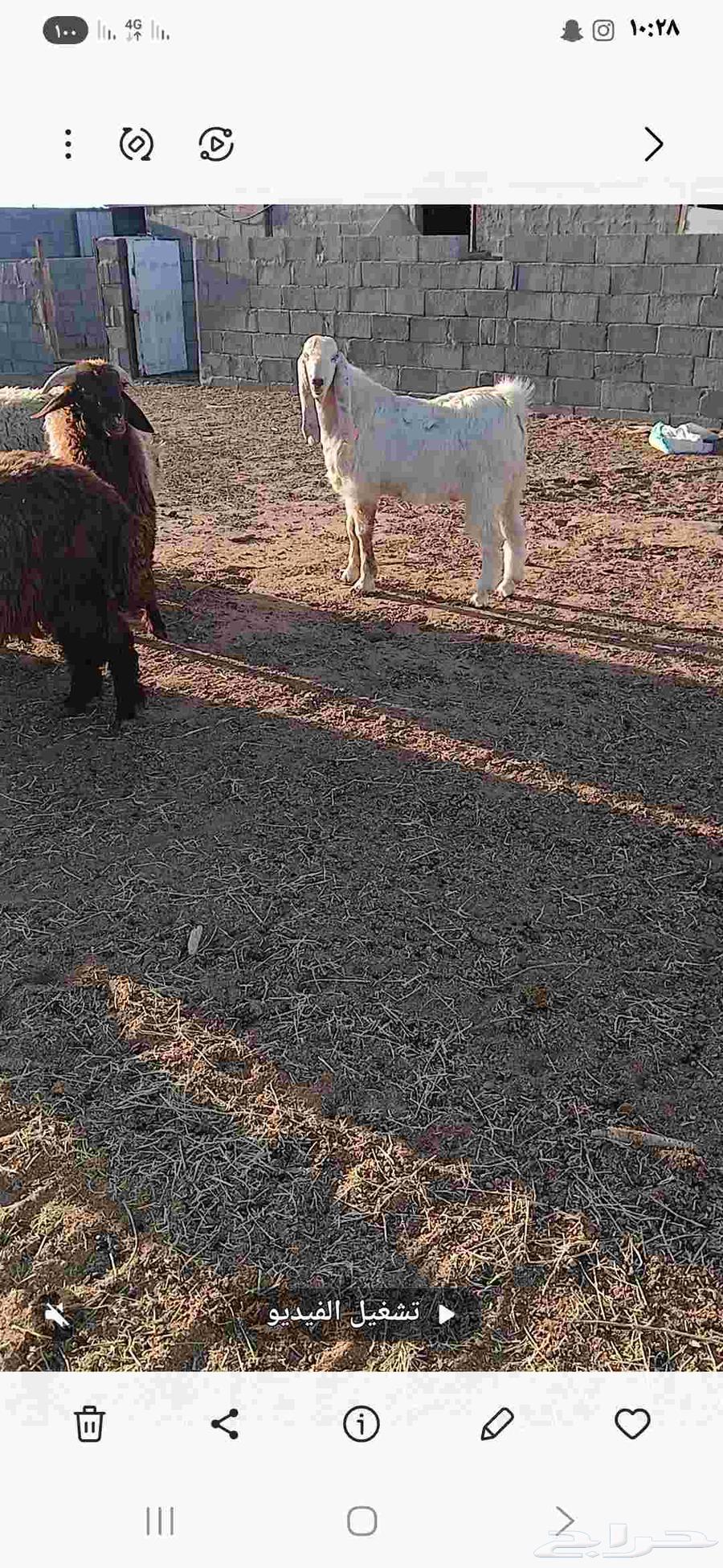 تيس صنف مطور64608366387714112