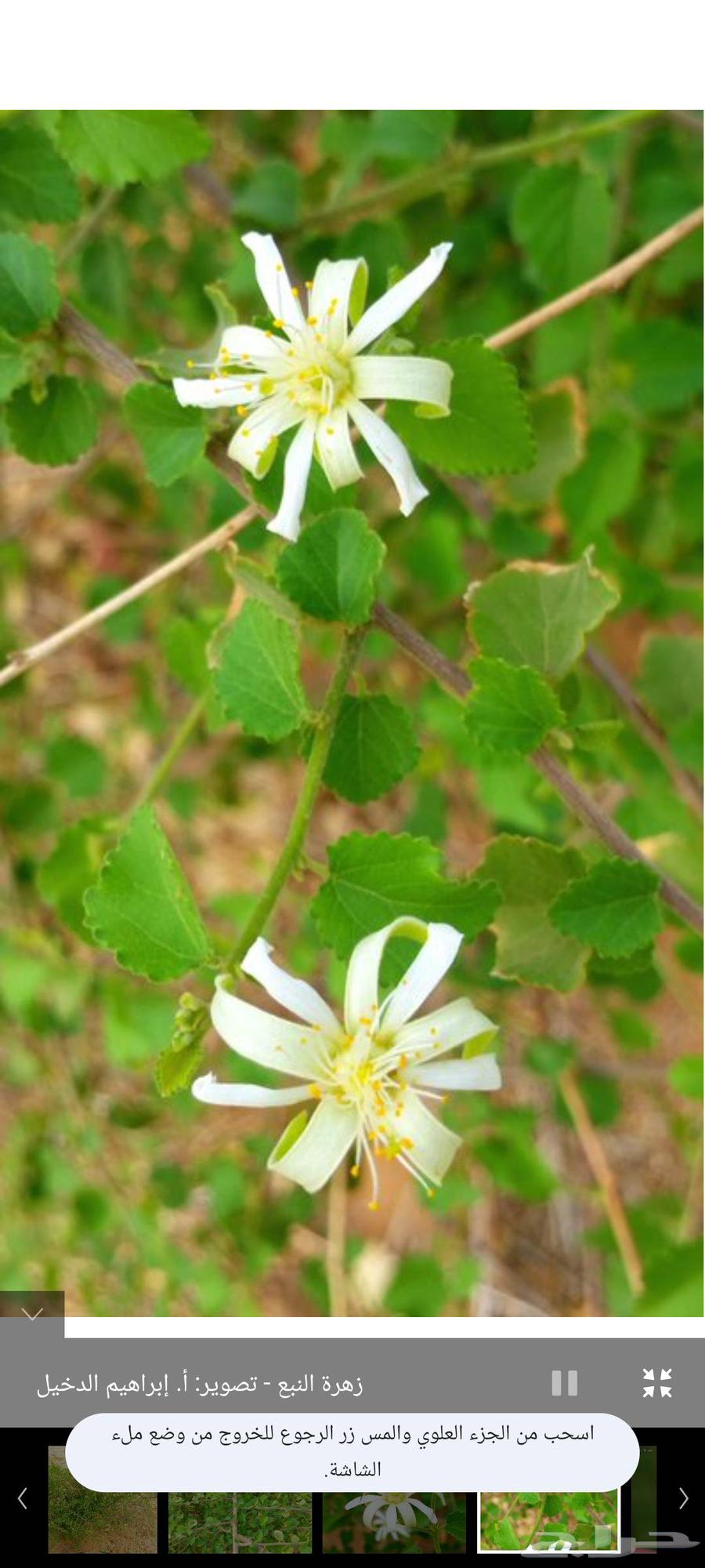 بذور شجر النبع64613533211395111