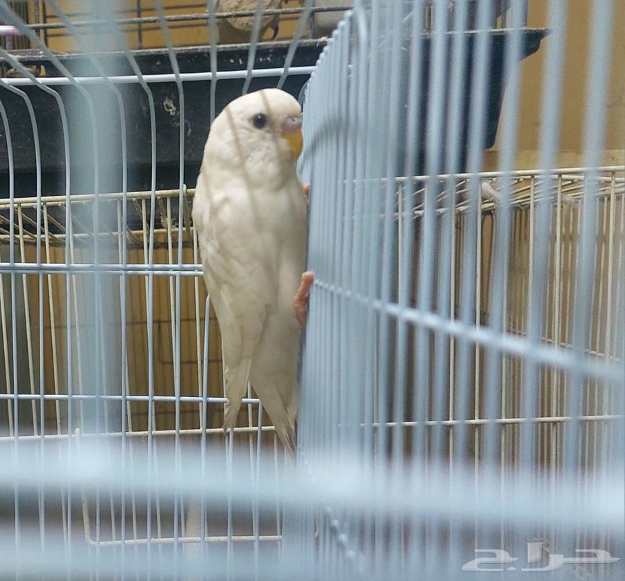 للبيع زوج بادجي64614646272259112