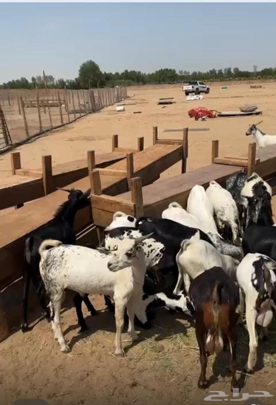 تيوس لباني حضرمي64608203111810110