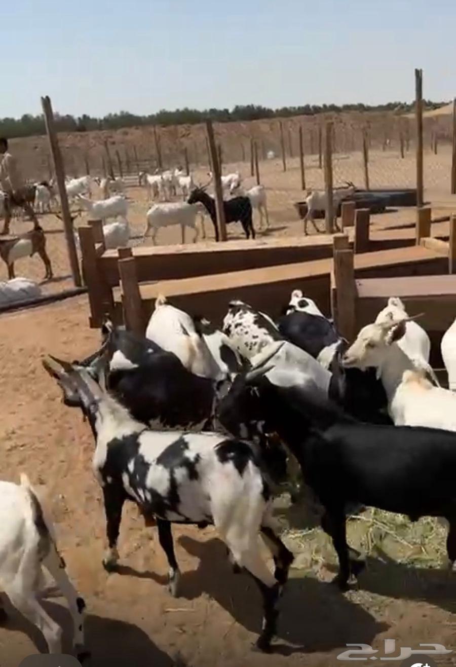 تيوس لباني حضرمي64608203111810111