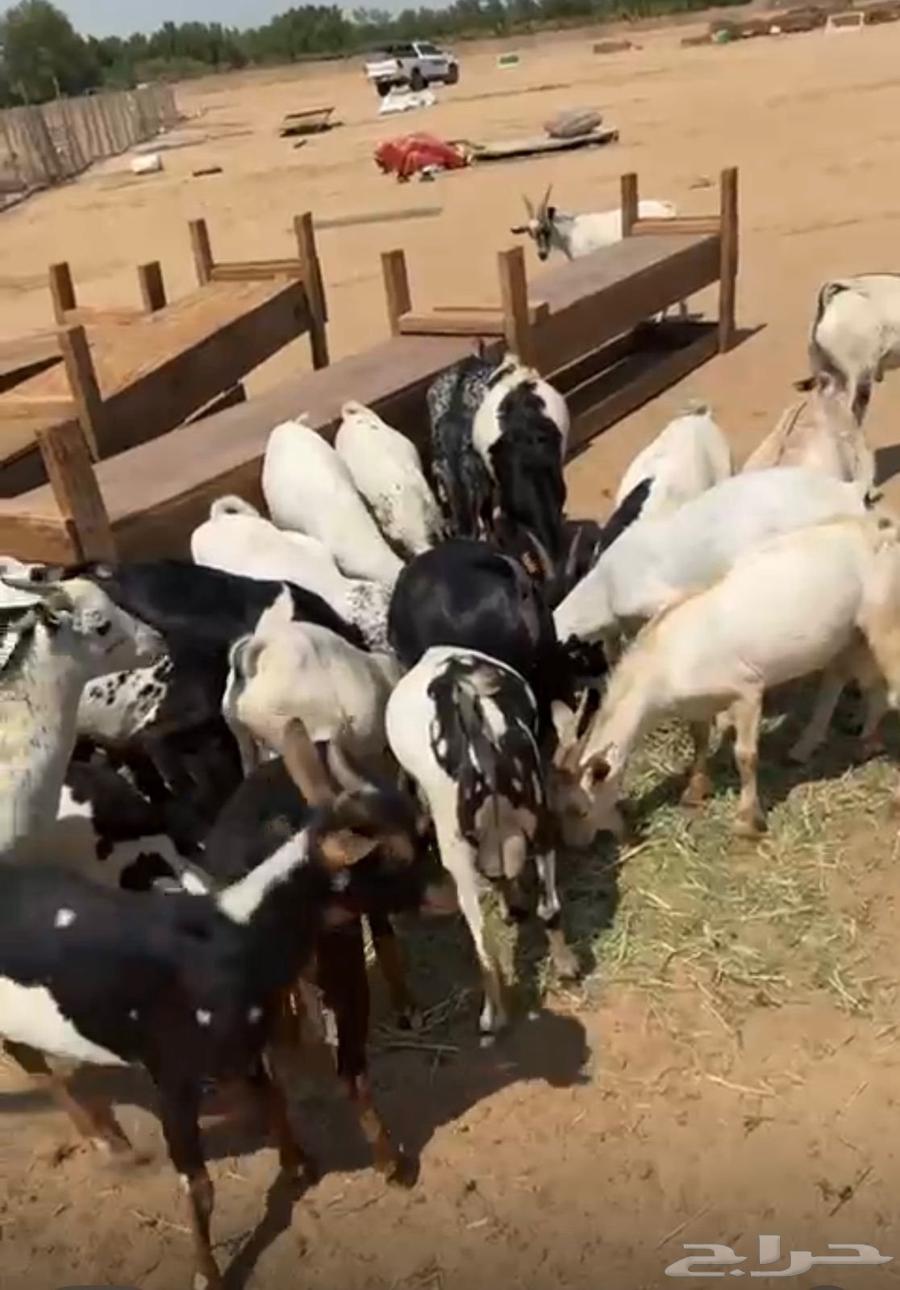 تيوس لباني حضرمي64608203111810114