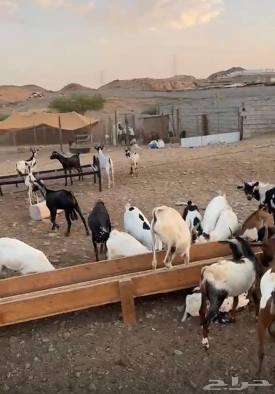 تيوس لباني حضرمي64608203111810112