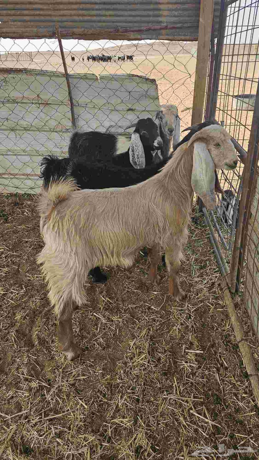 Tios for Sale Issue 764614434924547114