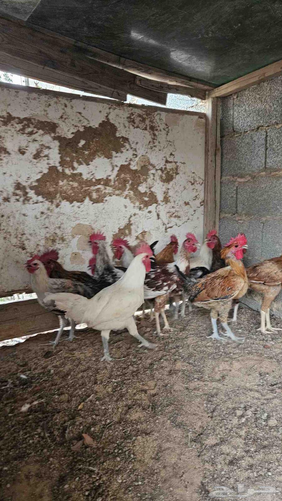 ديوك بلدي (تم البيع)64611067319683110