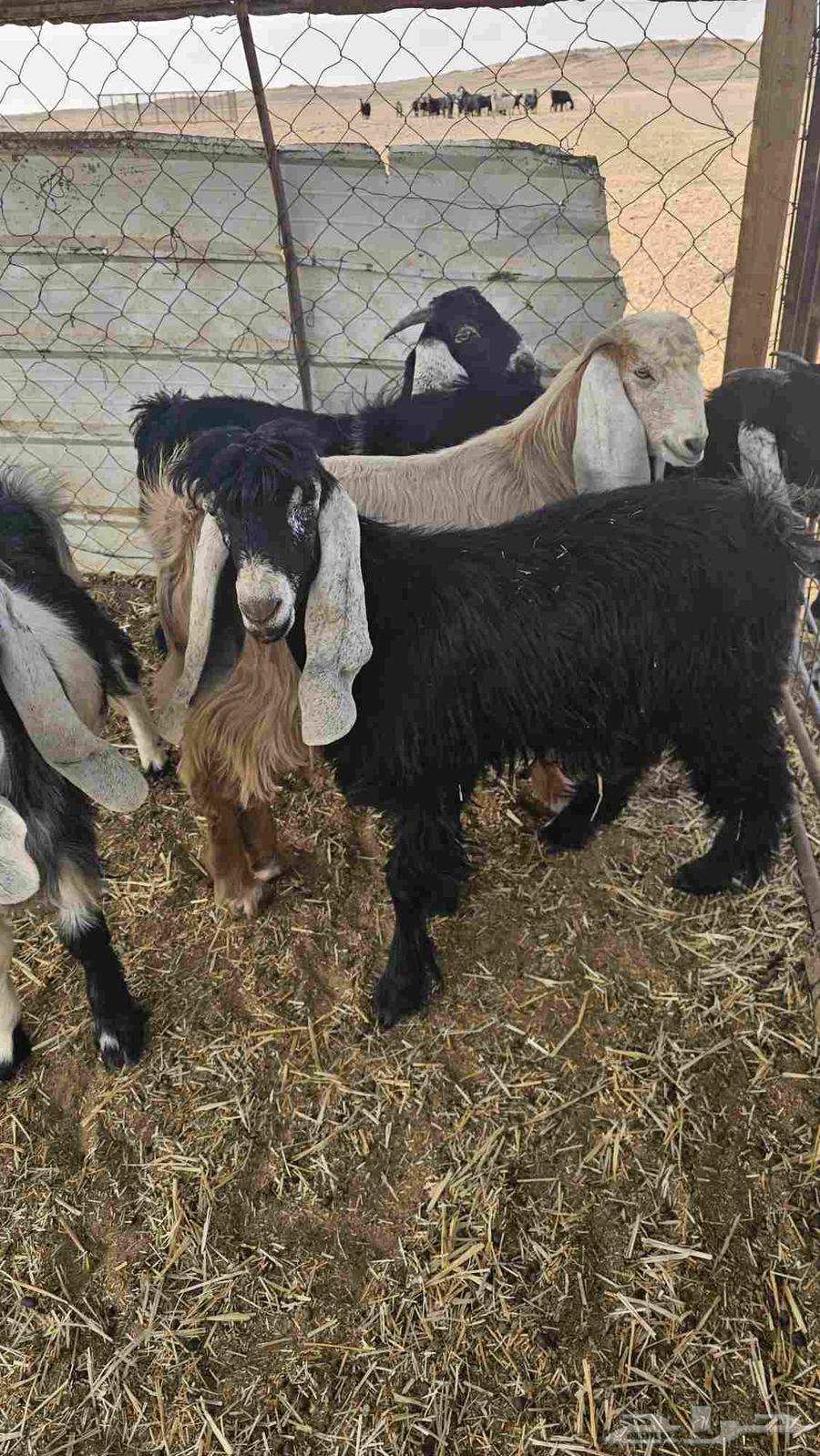 Tios for Sale Issue 764614434924547113