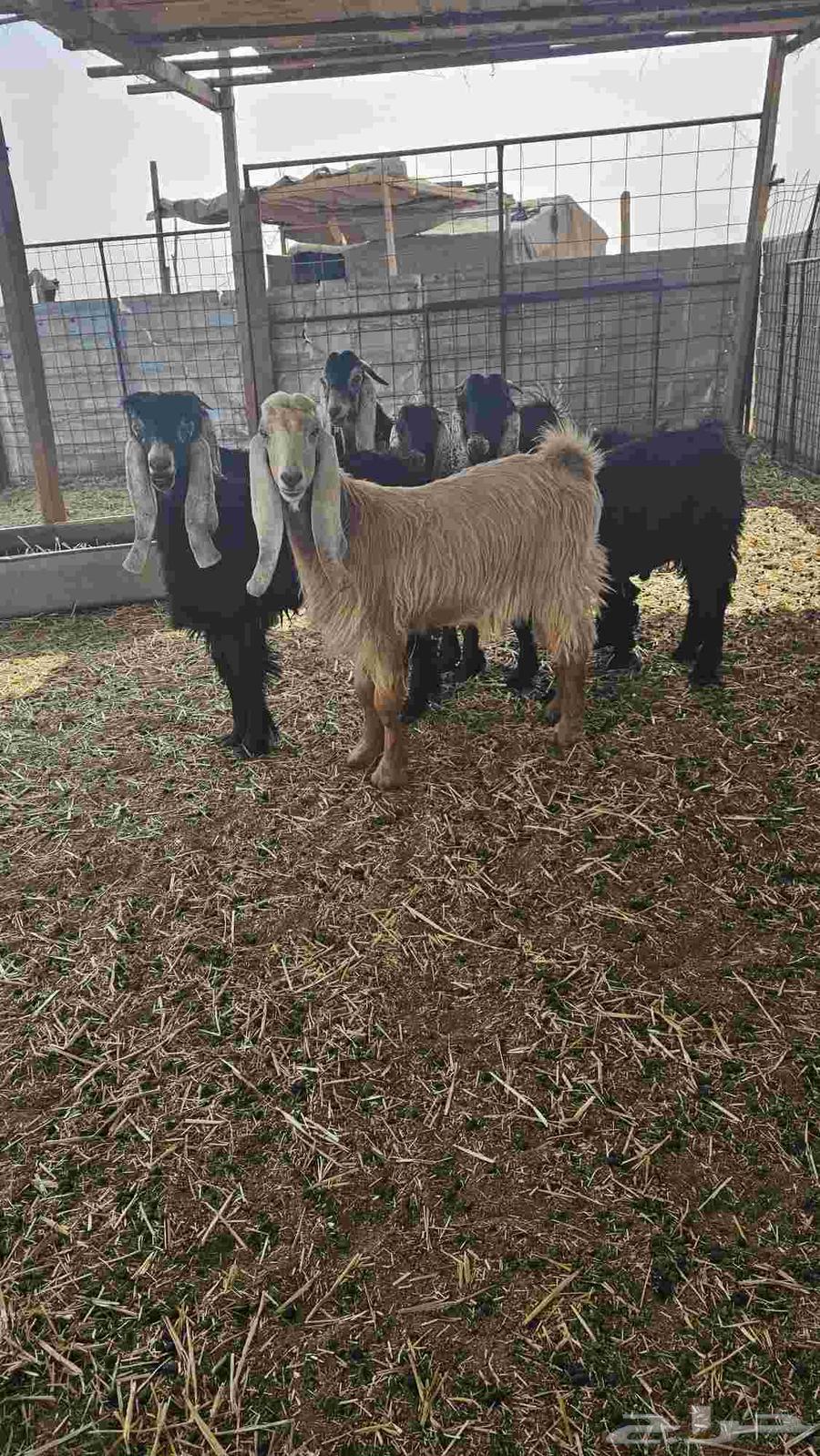 Tios for Sale Issue 764614434924547110