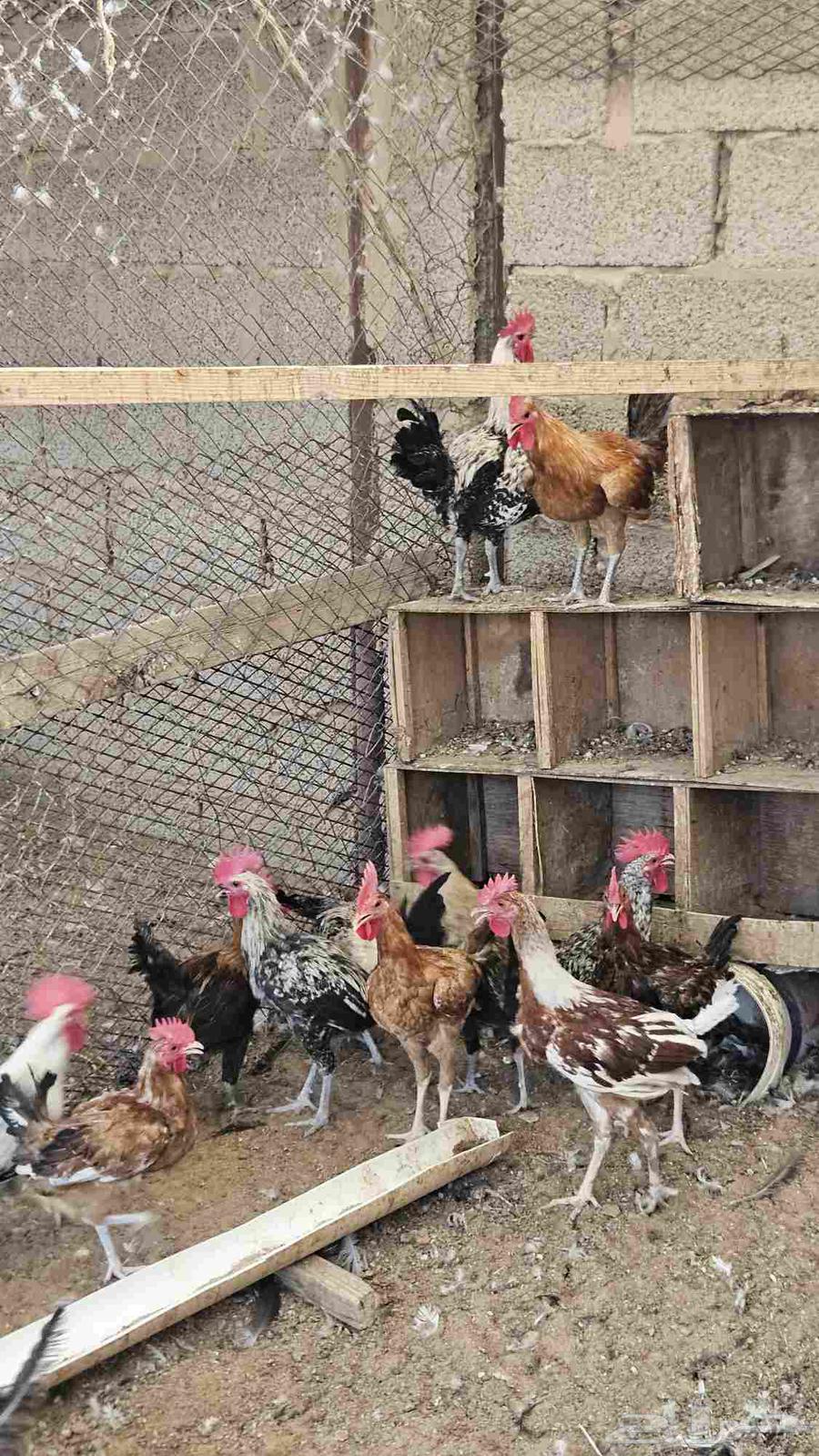 ديوك بلدي (تم البيع)64611067319683112