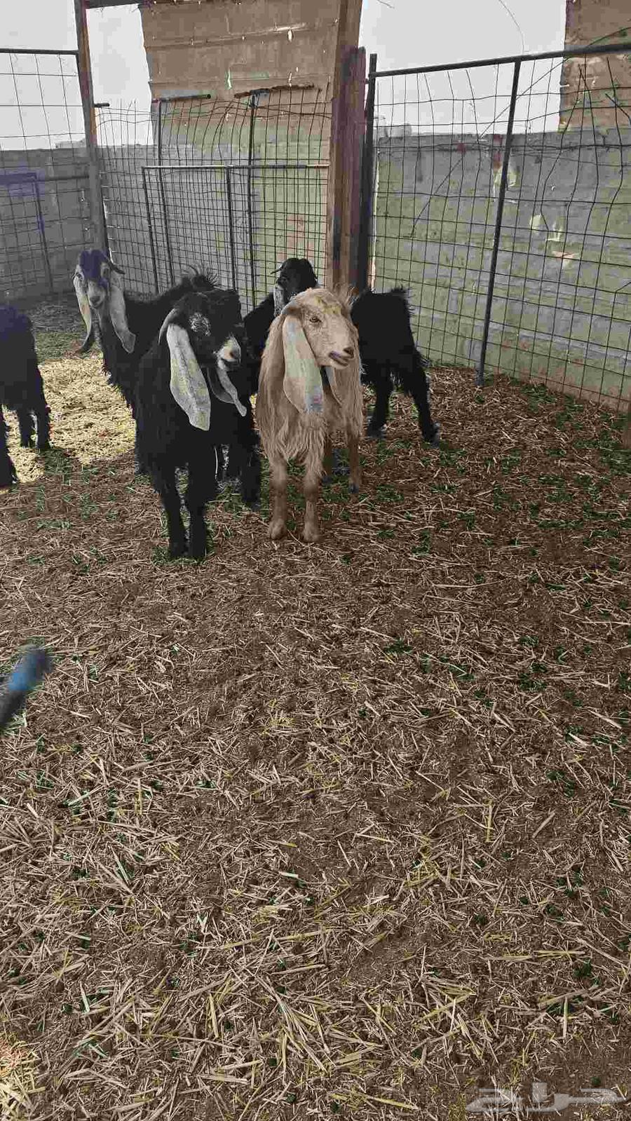 Tios for Sale Issue 764614434924547111