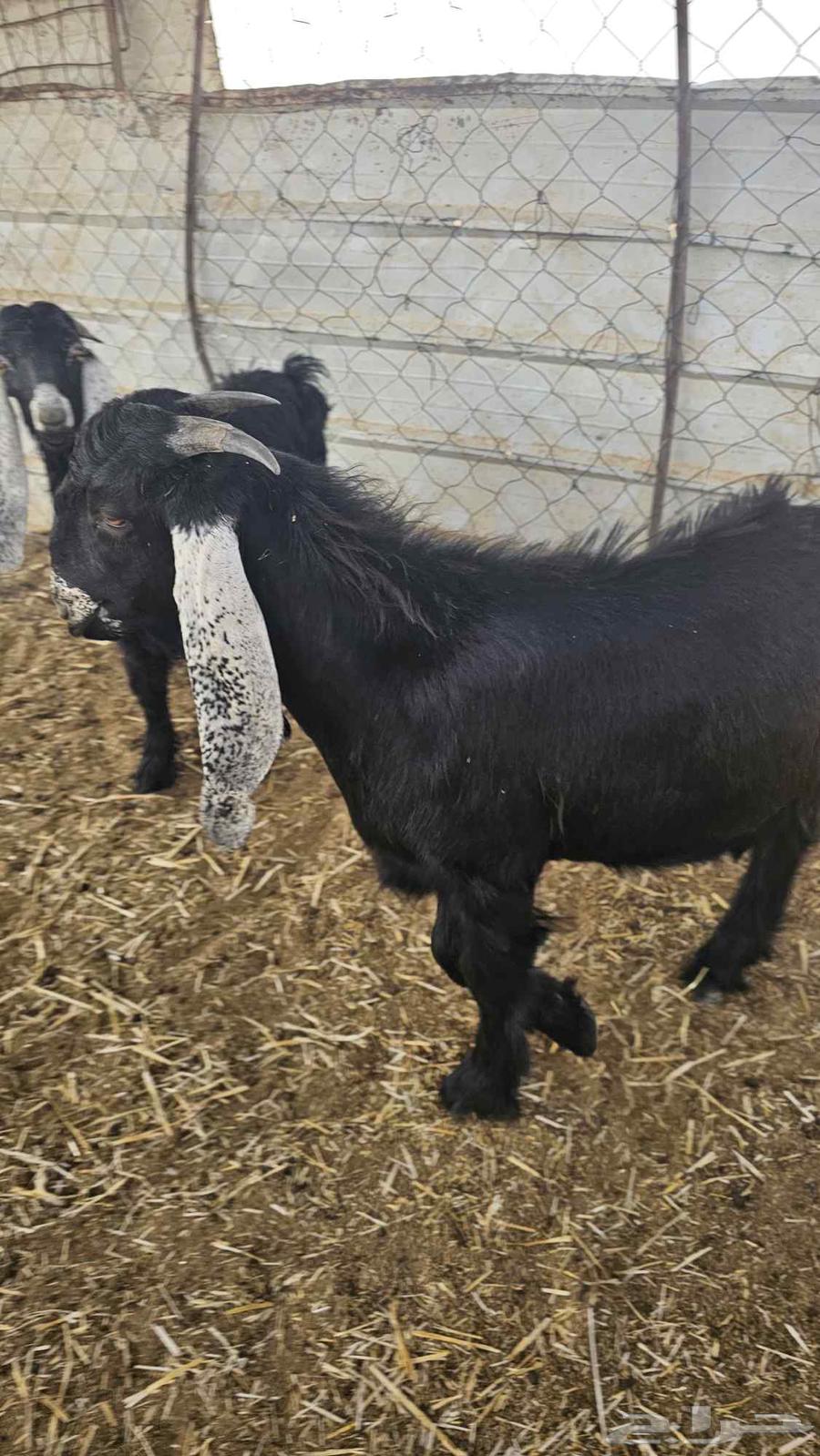 Tios for Sale Issue 764614434924547112