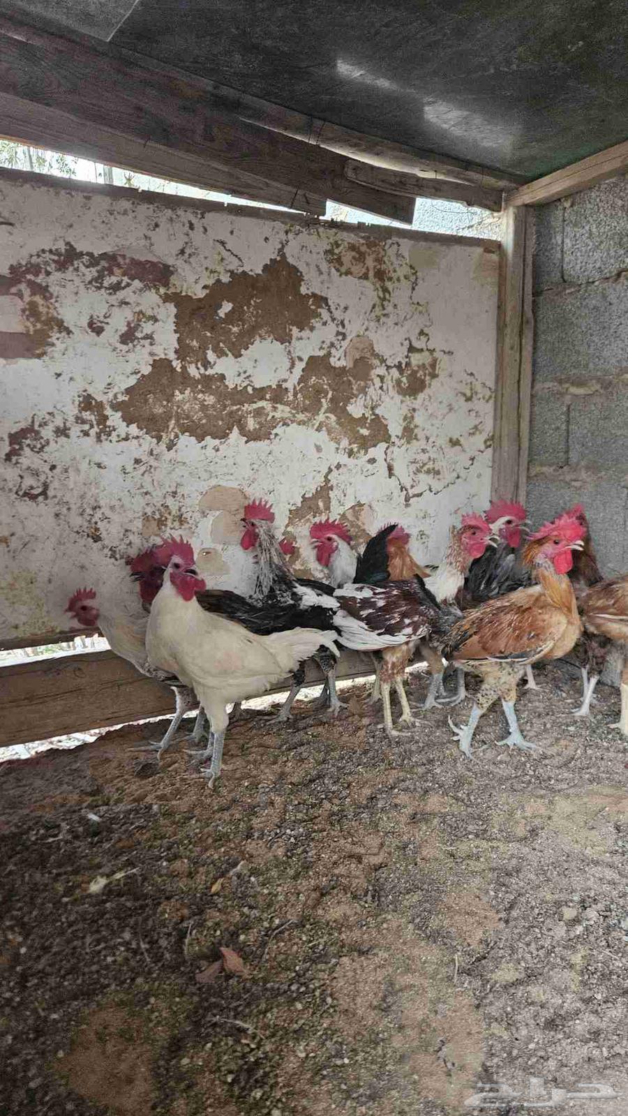 ديوك بلدي (تم البيع)64611067319683111