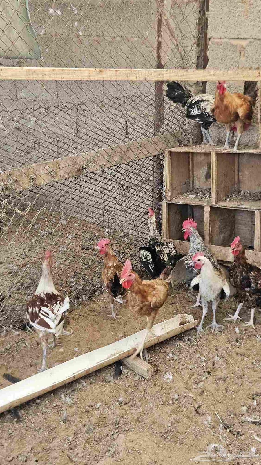 ديوك بلدي (تم البيع)64611067319683113