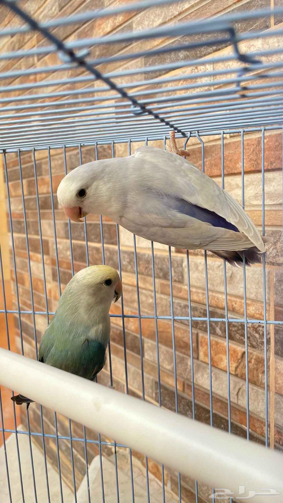 روز للبيع64612544547201114