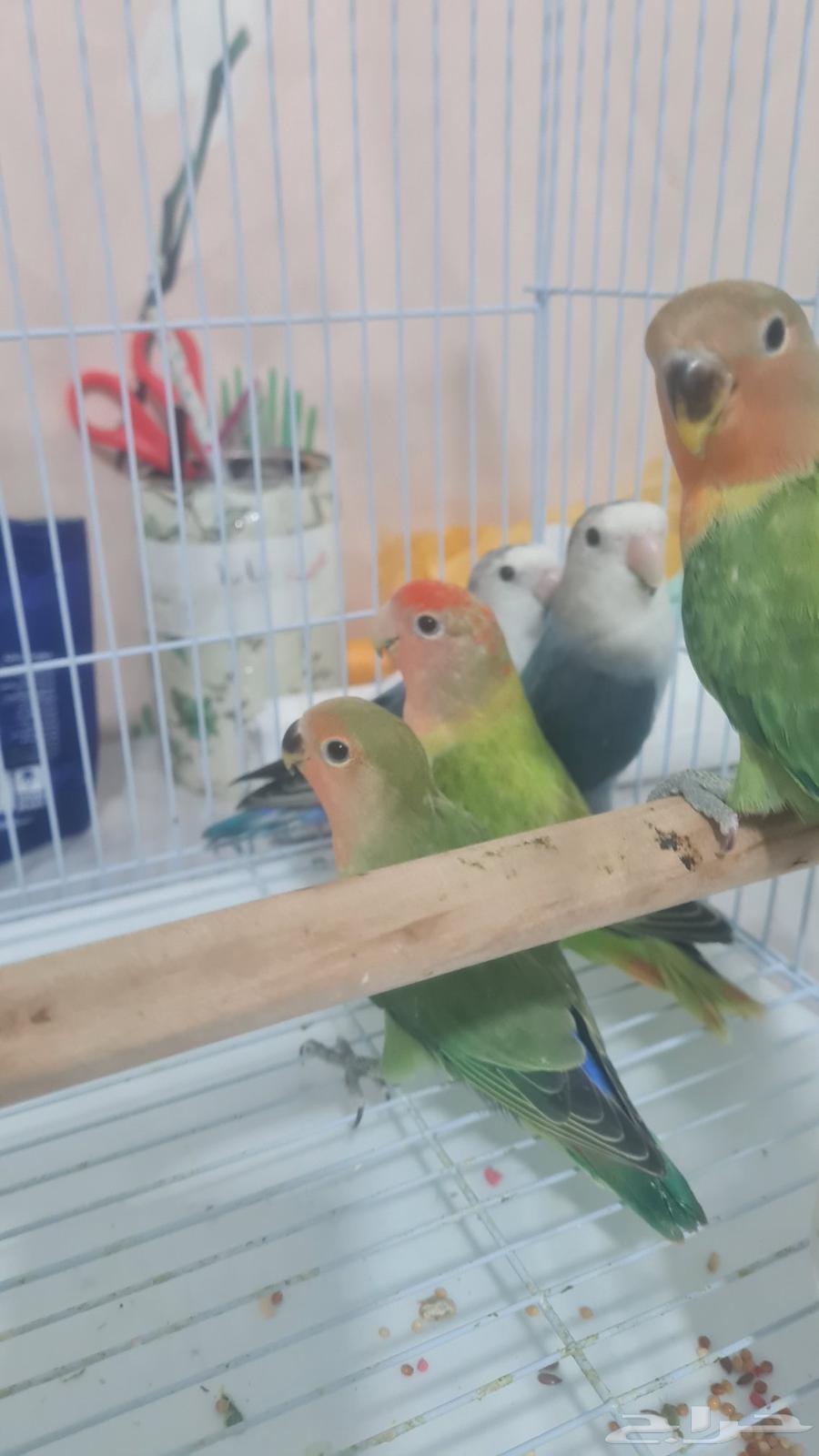 Froukh Al-Yawm64612636678530112