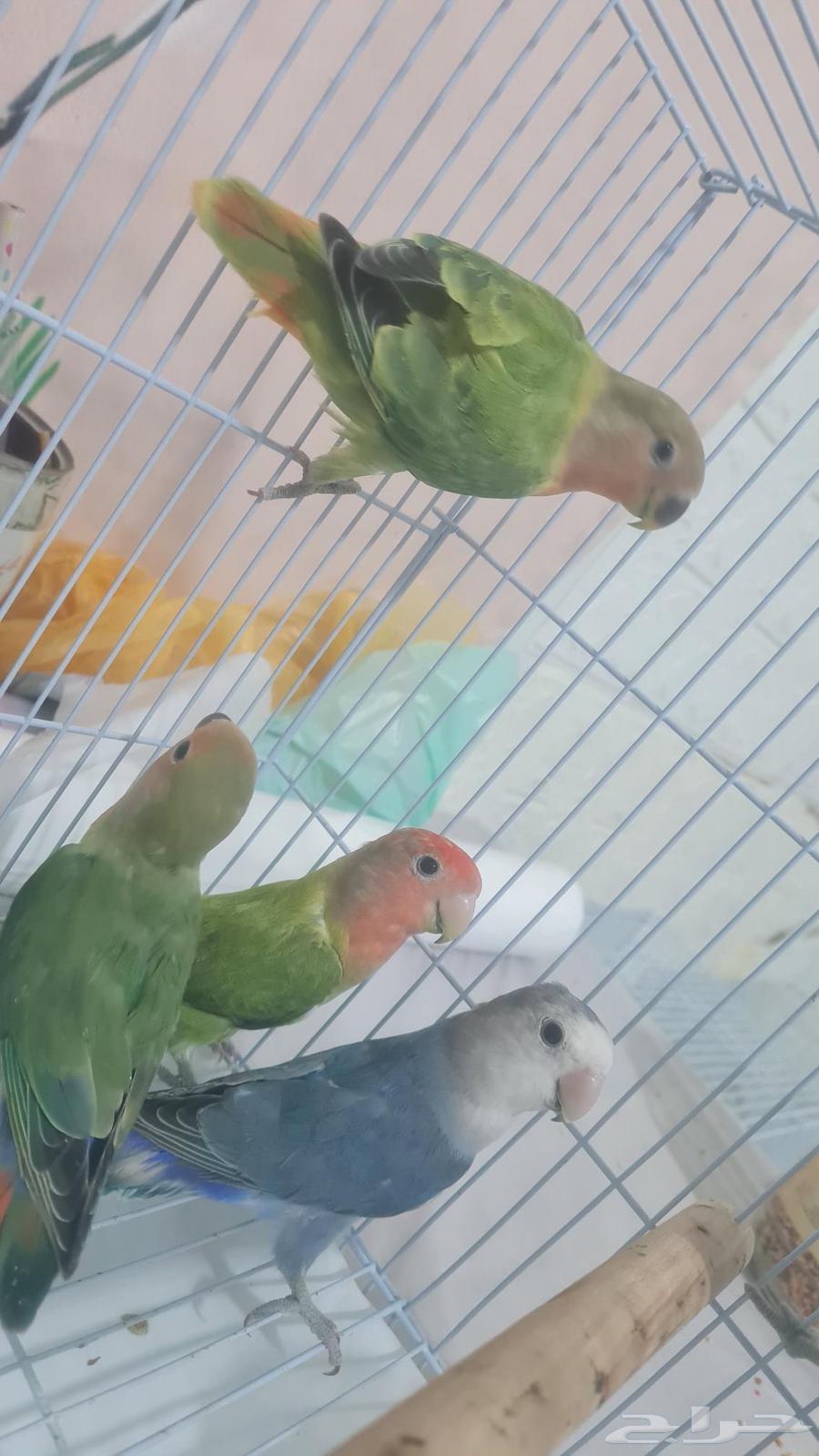 Froukh Al-Yawm64612636678530110