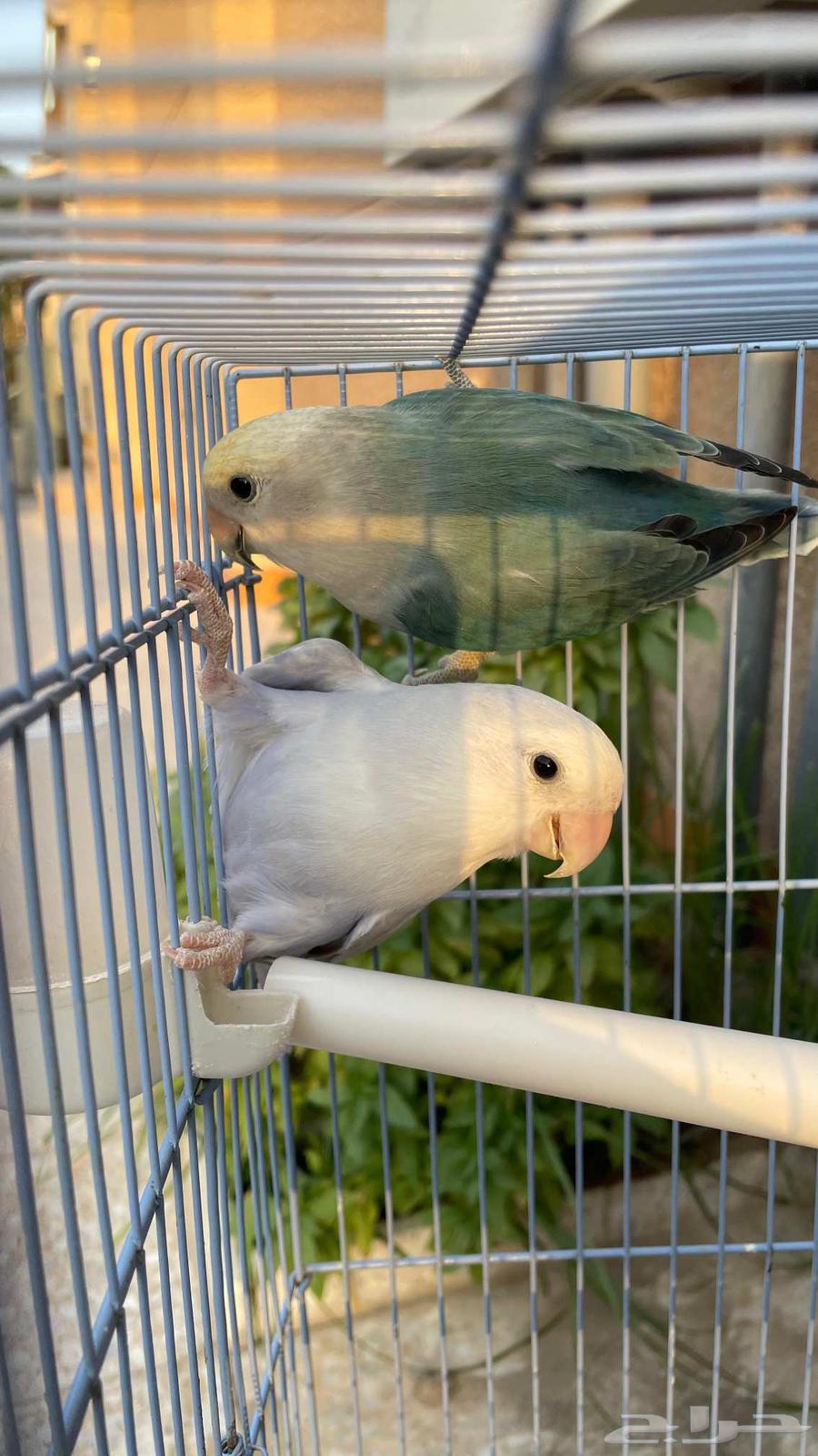 روز للبيع64612544547201113