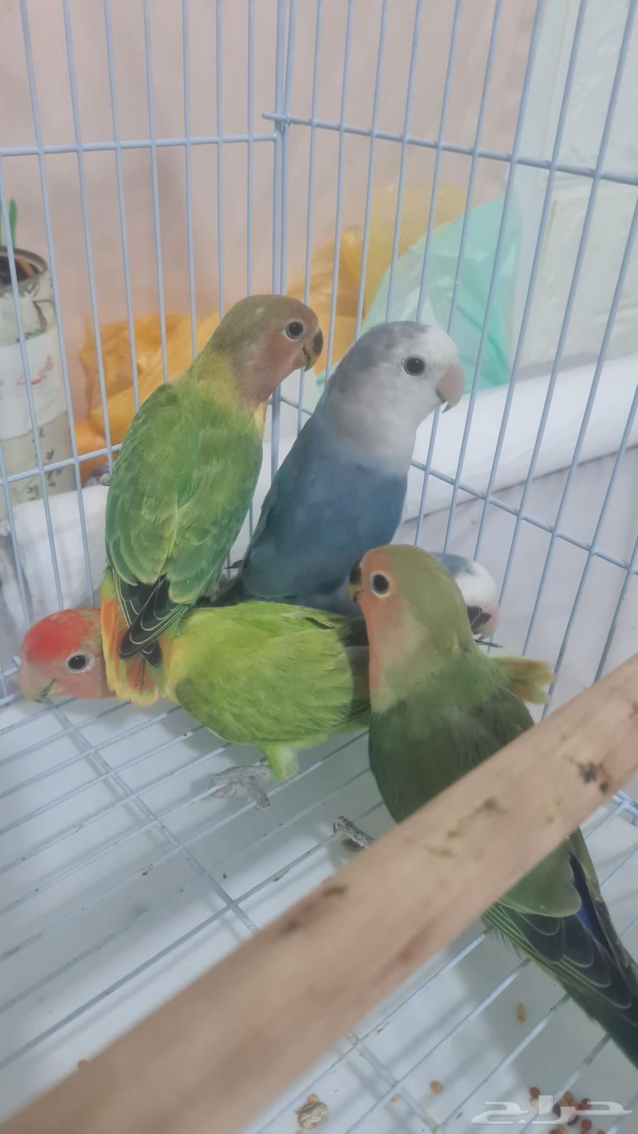 Froukh Al-Yawm64612636678530111