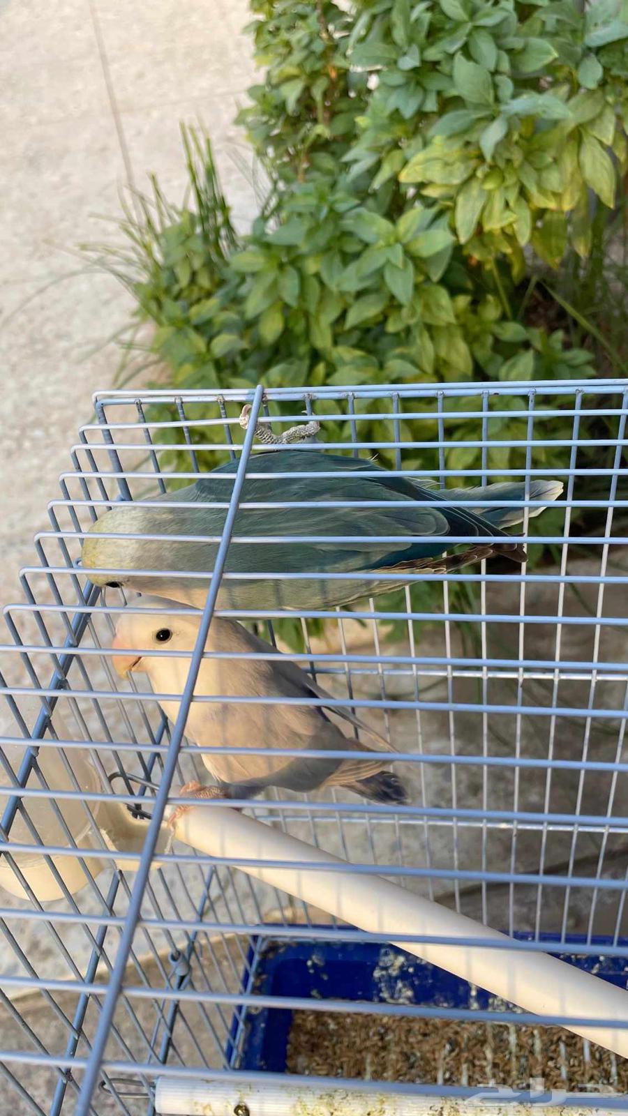 روز للبيع64612544547201111