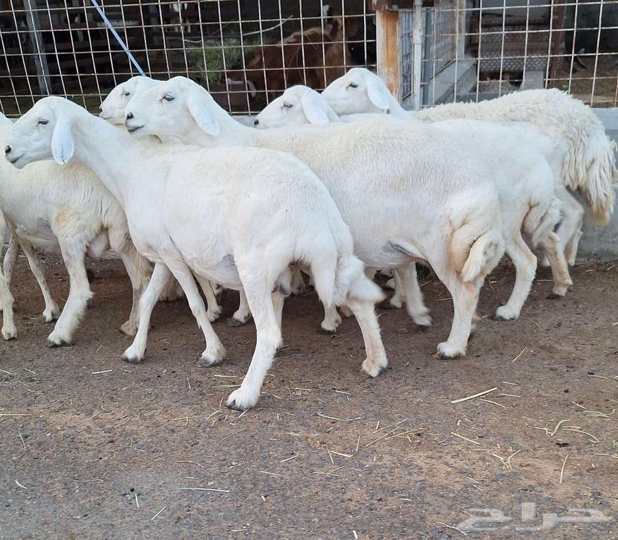 غنم حريات طيبه شرط الدفيع وقريب العدد 10 تحتها 1 للقناي64612674167426111