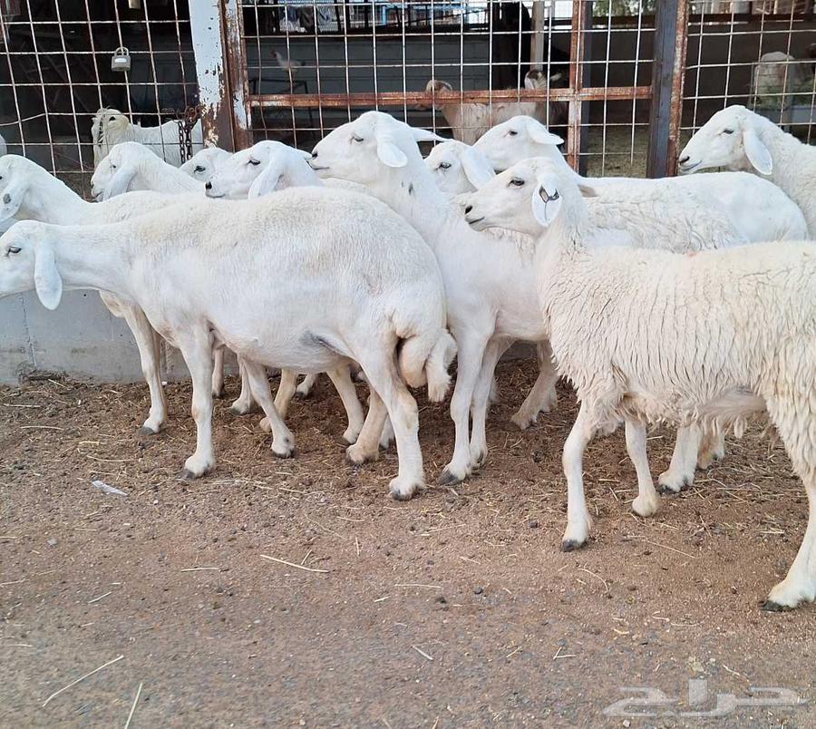 غنم حريات طيبه شرط الدفيع وقريب العدد 10 تحتها 1 للقناي64612674167426114