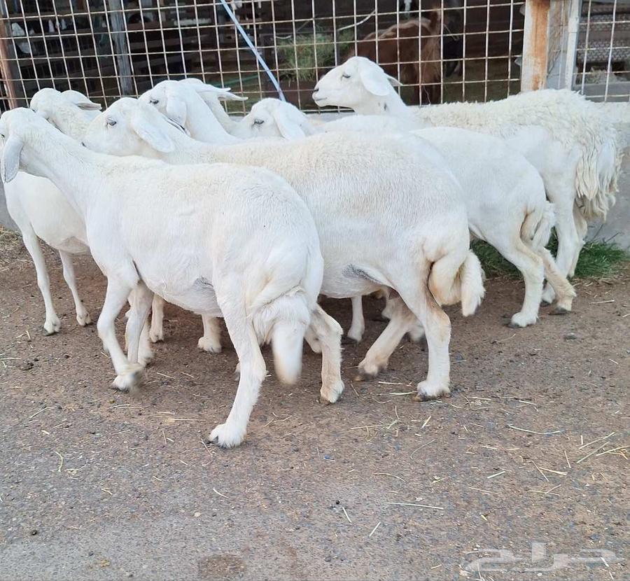 غنم حريات طيبه شرط الدفيع وقريب العدد 10 تحتها 1 للقناي64612674167426112