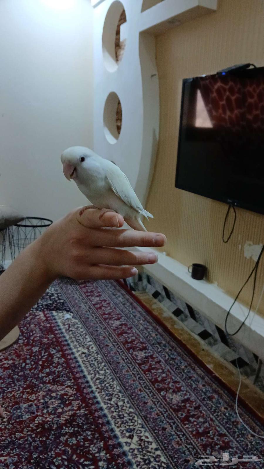 طيور الروز جوز64611104427393110