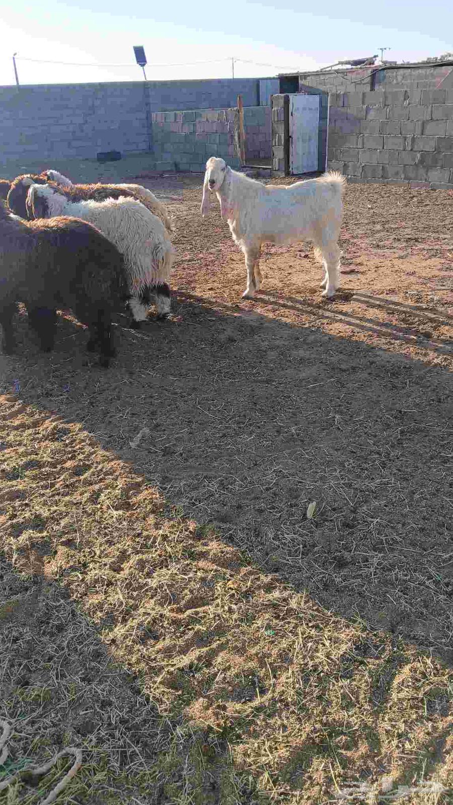 تيس صنف مطور64608366387714113