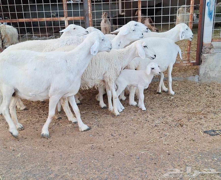 غنم حريات طيبه شرط الدفيع وقريب العدد 10 تحتها 1 للقناي64612674167426110