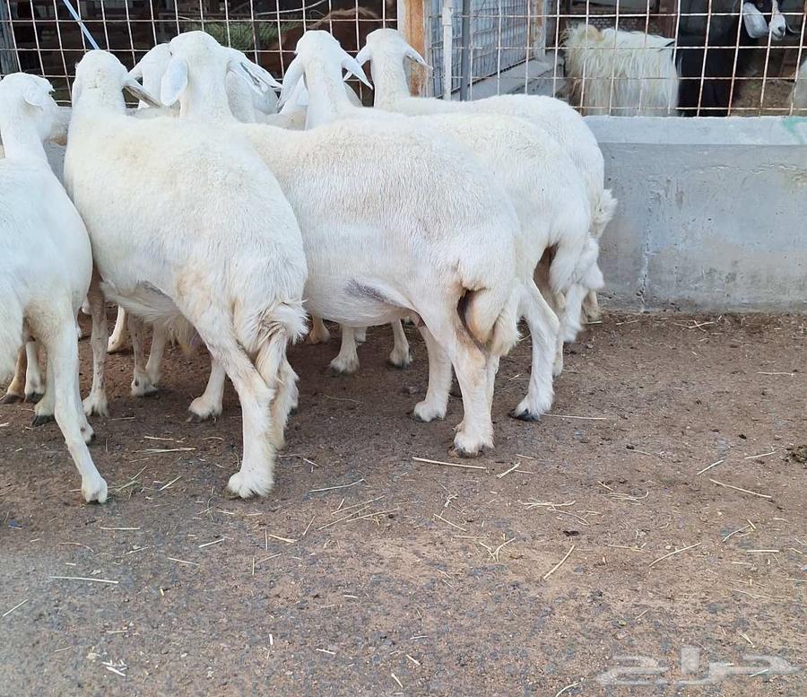 غنم حريات طيبه شرط الدفيع وقريب العدد 10 تحتها 1 للقناي64612674167426113