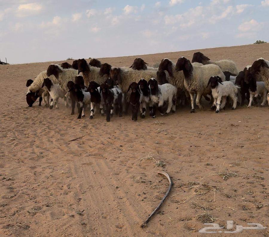 نعيم مسهوجيات متابيع متاويم تم ( تم البيع)64613986699267110