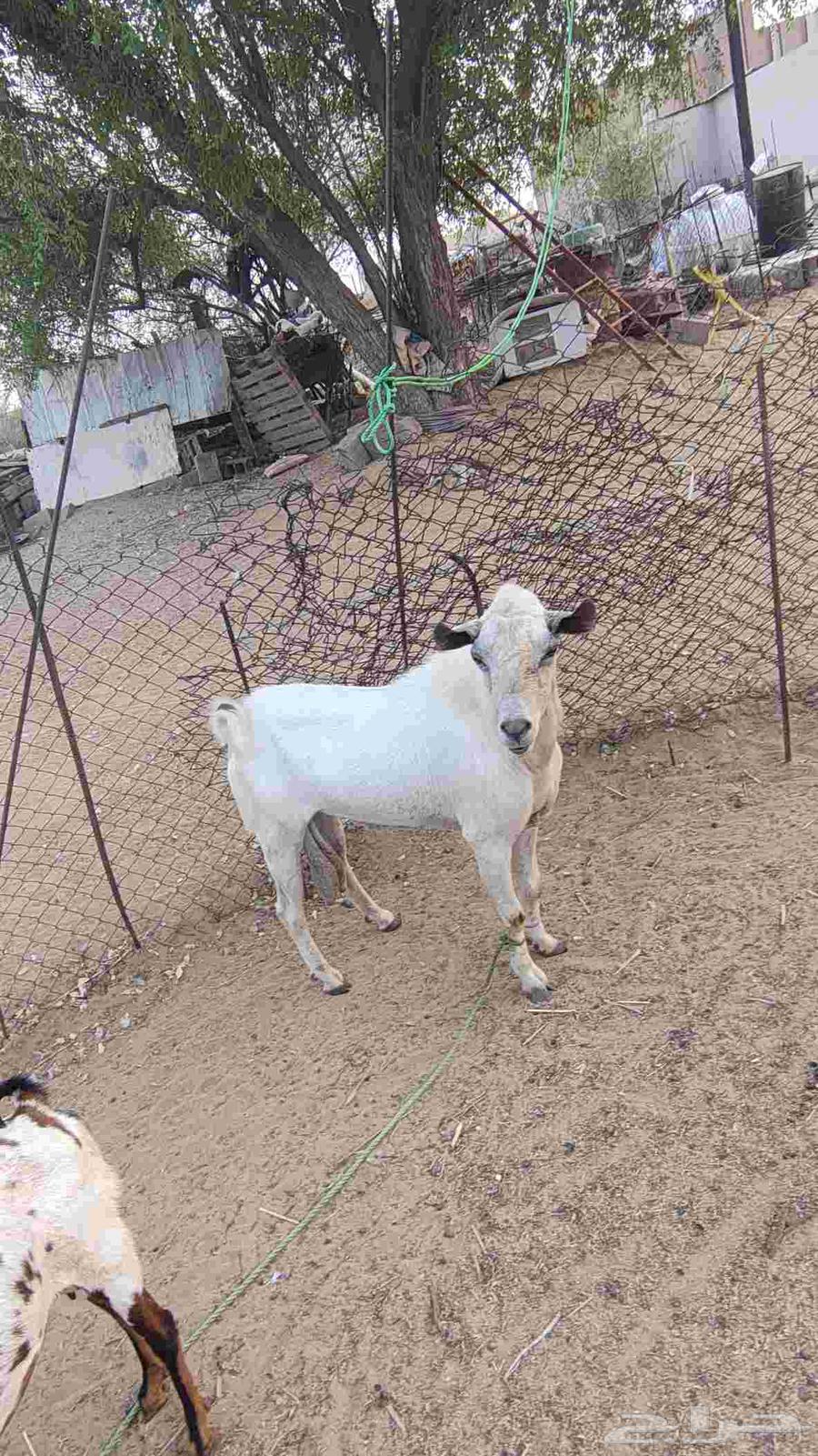 One of the Theaters64611766776707114