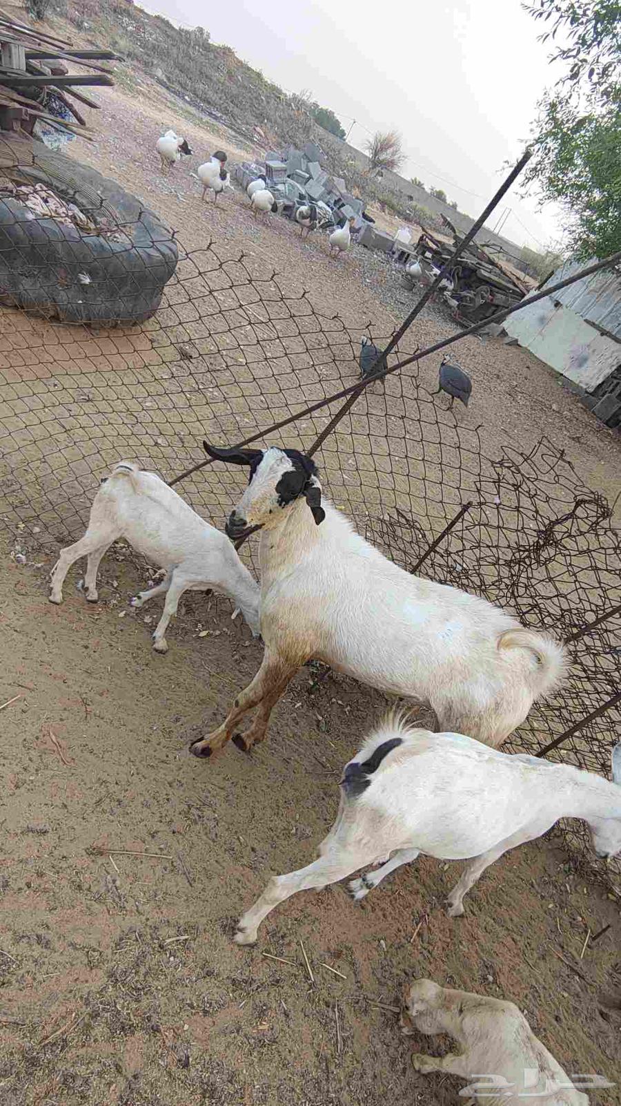 One of the Theaters64611766776707113