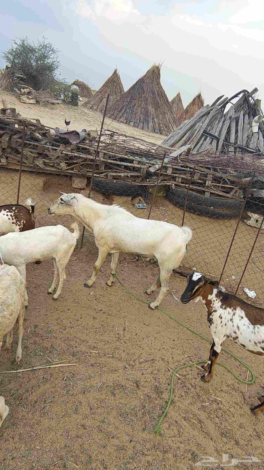 One of the Theaters64611766776707112