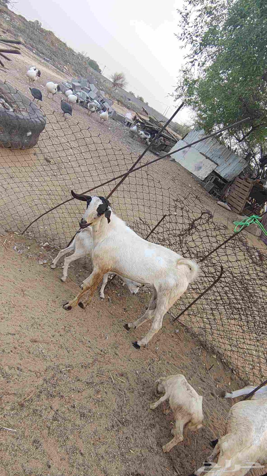 One of the Theaters64611766776707110