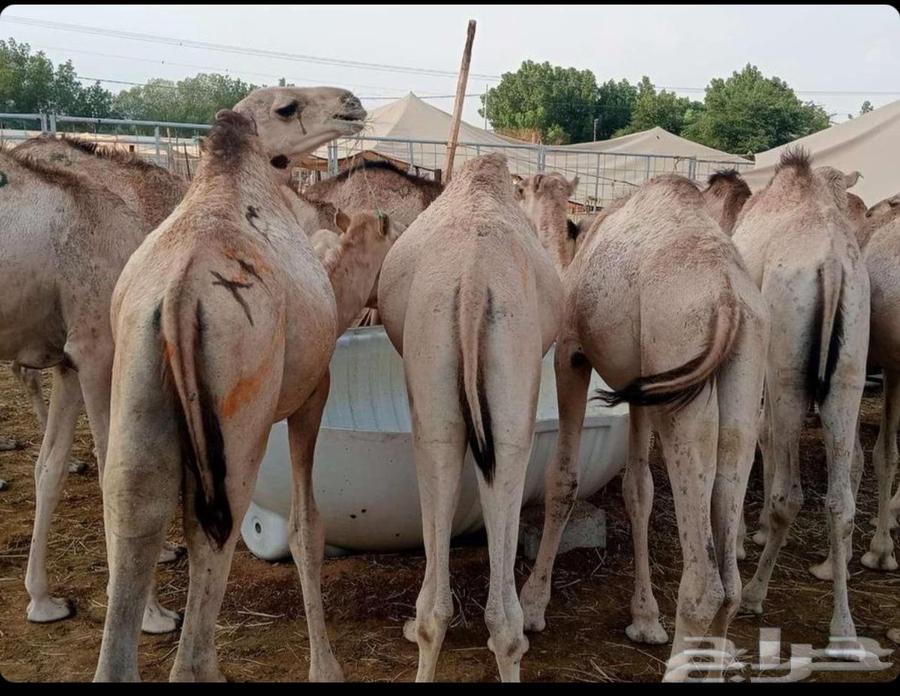 قعدان صومالي مفاريد وتيوس جذعان ما شاء الله64612822642818112