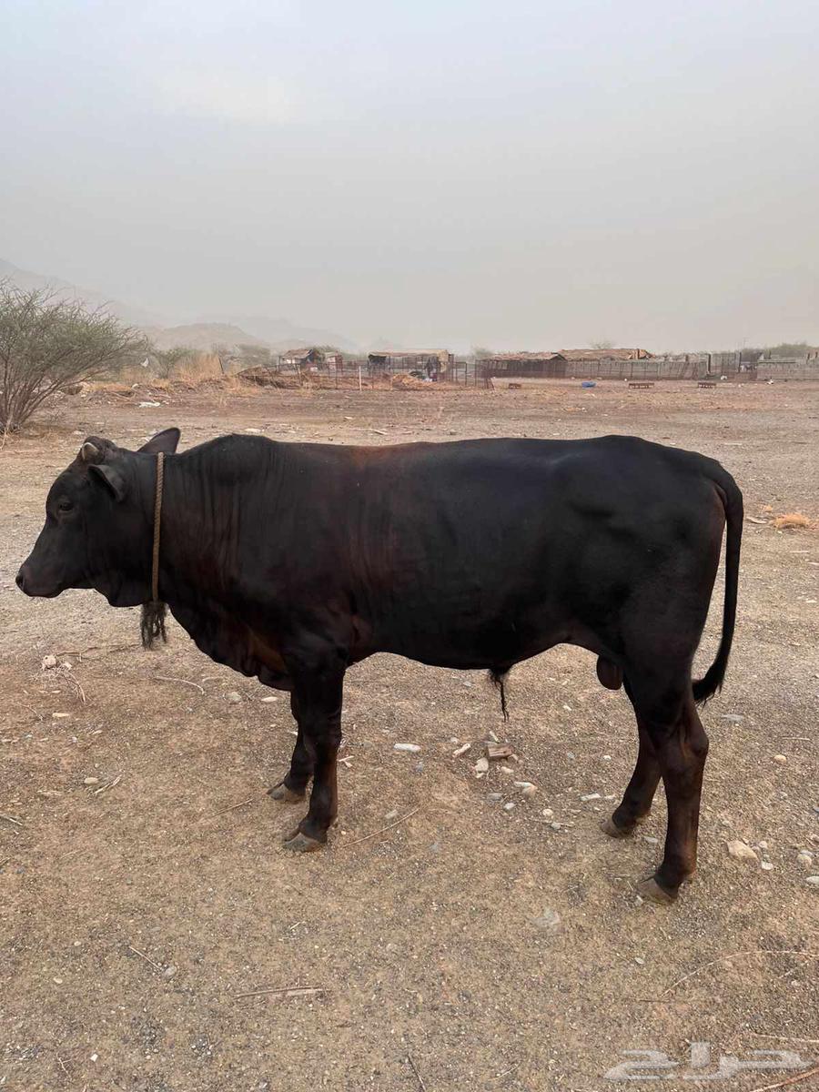 حسيل للبيع64614409786498110